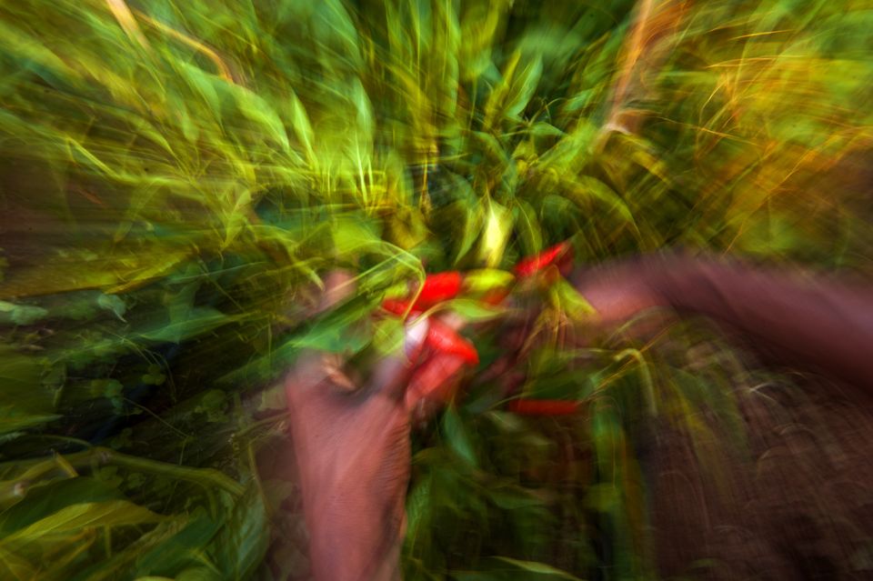 RedLivingPepper 02