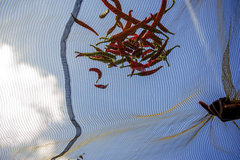 RedLivingPepper 05