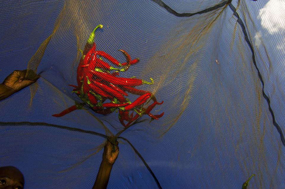 RedLivingPepper 16