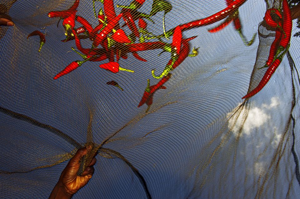 RedLivingPepper 17