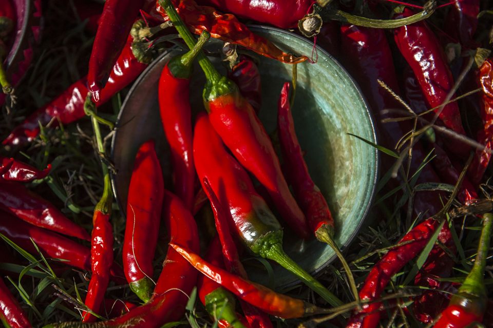 RedLivingPepper 18
