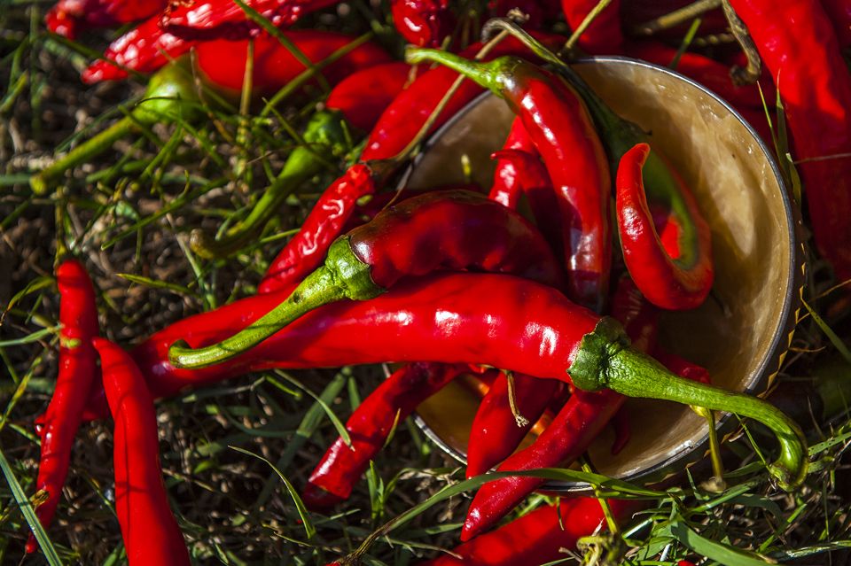 RedLivingPepper 20