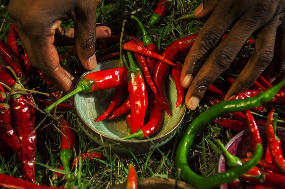 RedLivingPepper 21