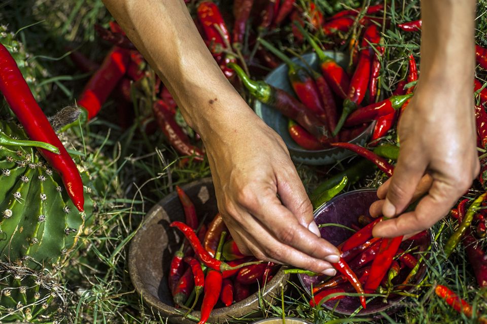 RedLivingPepper 22